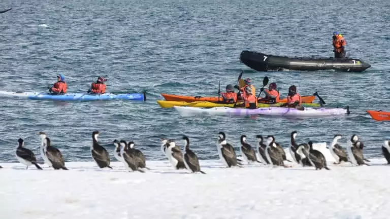 A group of tandem kayakers is followed by a Zodiac as they paddle polar waters and look at a flock of imperial cormorants on shore during the Antarctic Southern Latitudes expedition.