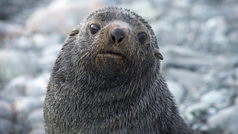 Fur seal pup looks directly at the camera on the Antarctic Southern Latitudes small ship voyage.
