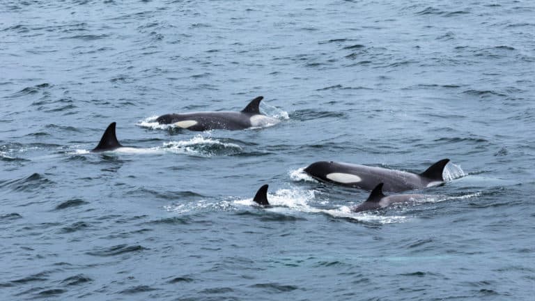 A pod of orcas swims by in blue waters as seen on the Antarctic Southern Latitudes Crossing the Circle voyage.