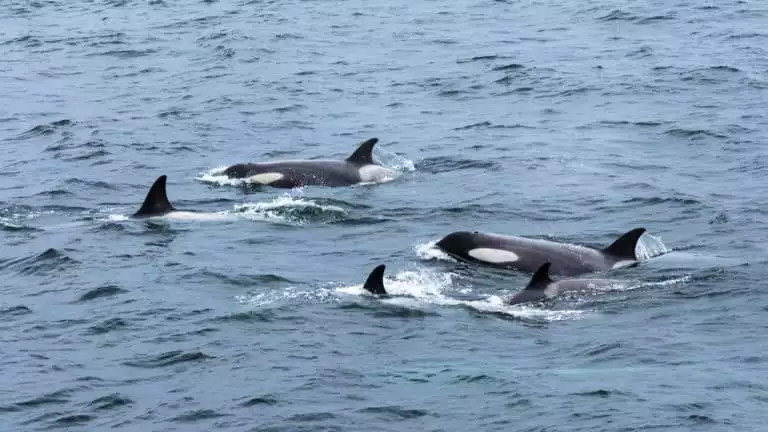 A pod of orcas swims by in blue waters as seen on the Antarctic Southern Latitudes Crossing the Circle voyage.