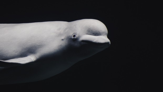A lone beluga whale swimming in dark water with neck turned to look at the camera