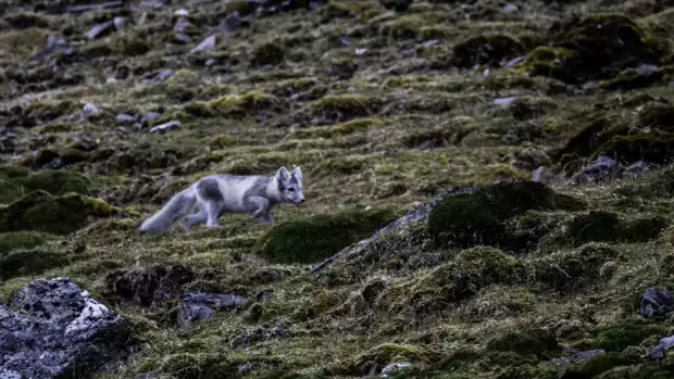 An arctic fox stalking prey on the Arctic tundra