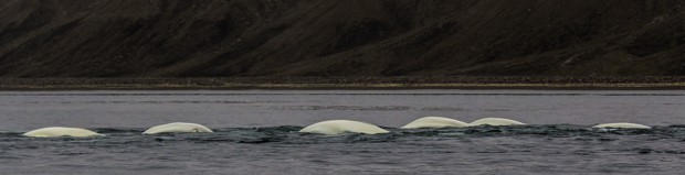 A pod of Beluga Whales swimming in the Svalbard Arctic