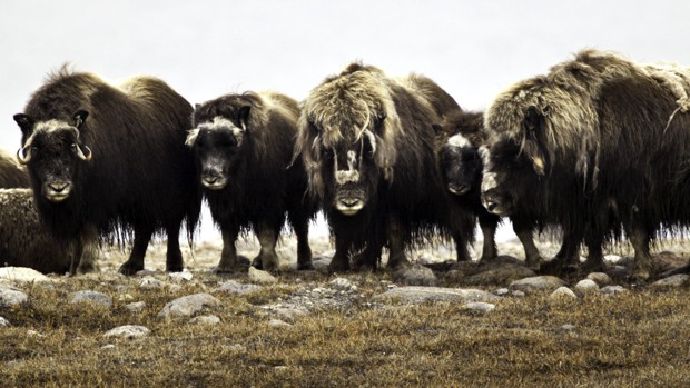A group of musk ox gathered around on the Arctic tundra
