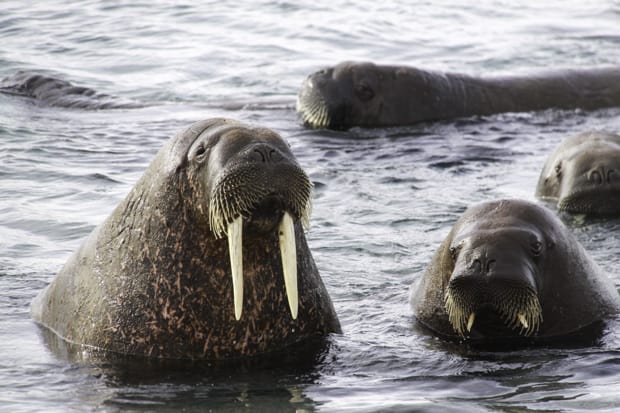 Walruses in the Arctic waters