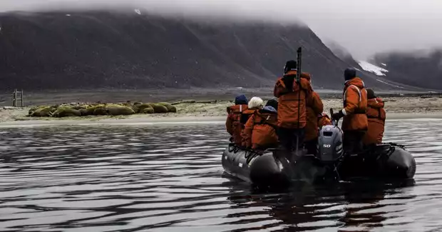 A group of travelers looking at Arctic animals from a Zodiac