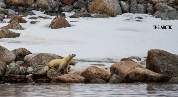 A polar bear standing on boulders looking out at the water