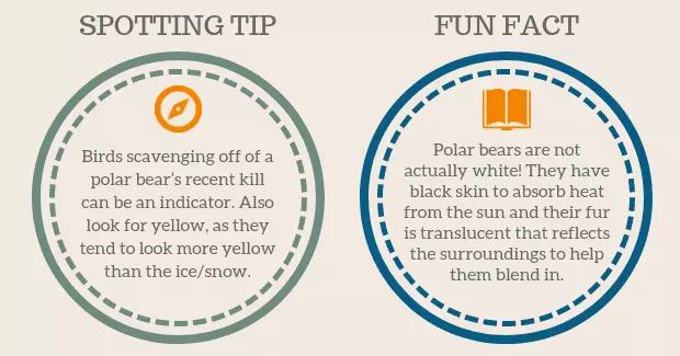 Polar Bear Spotting Tip Facts graphic