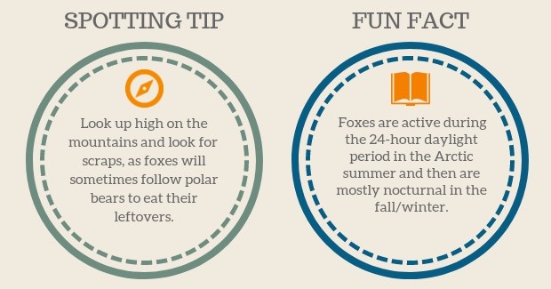 Arctix Fox Spotting Tip and Fun Facts graphic
