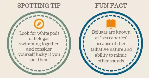 Beluga Whale Spotting Tip and Fun Facts graphic