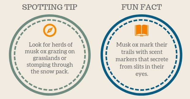 Musk Ox Spotting Tip and Fun Facts graphic