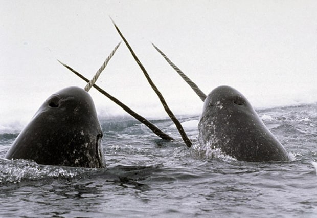 Things You Never Knew About 15 Animals Who Live in the Arctic