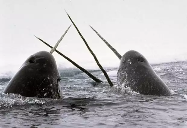 Narwhals with their tusks out of the water on an overcast day