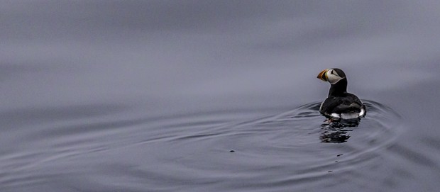 A puffin swimming in the Arctic Ocean