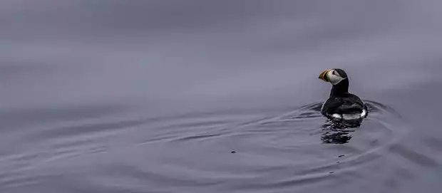 A puffin swimming in the Arctic Ocean