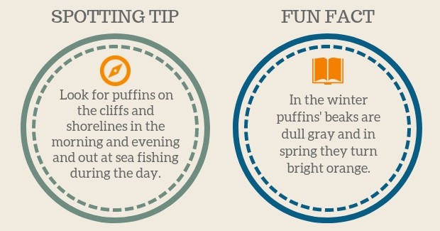 Puffin Spotting Tip and Fun Facts graphic
