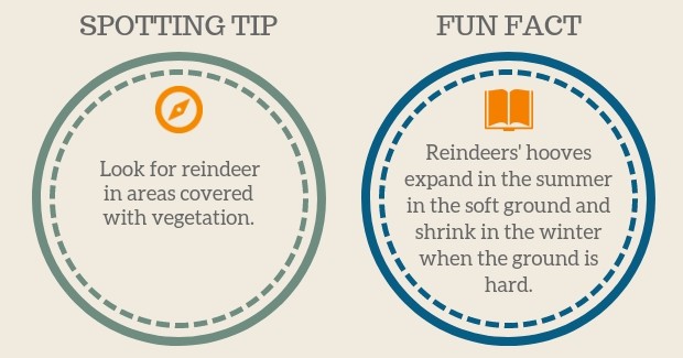 Caribou Reindeer Spotting Tip Fact Hooves