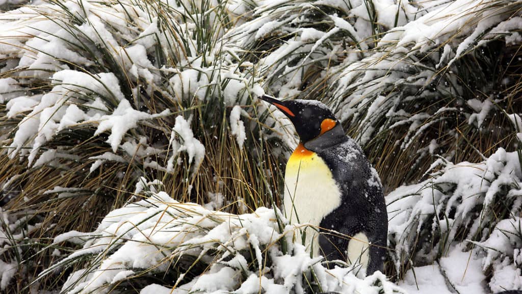 King penguin craning its neck with snow-covered tussock grass in the background.