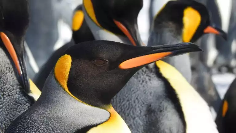 Close up of king penguin among many others with silver back, orange & black head & white chest, seen in South Georgia.