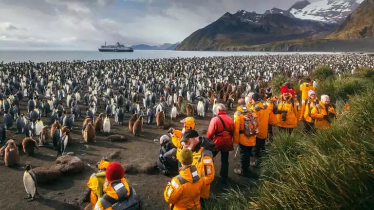 Polar travelers in bright yellow jackets stand beside green grasses and photograph hundreds of king penguins on the beach of South Georgia Island on an Antarctica small ship cruise.
