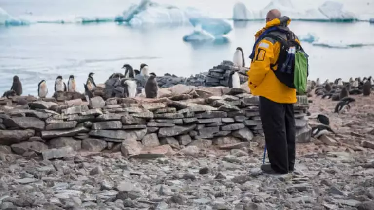 A polar traveler in a yellow jacket stands and observes a penguin rookery with sea and icebergs in the background on an overcast day in Antarctica.