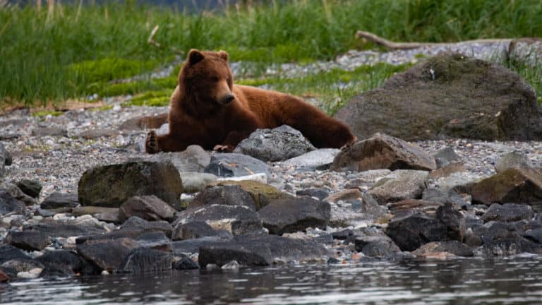 Brown bear laying along a rocky shoreline in the Inside Passage on an Alaska small ship cruise.