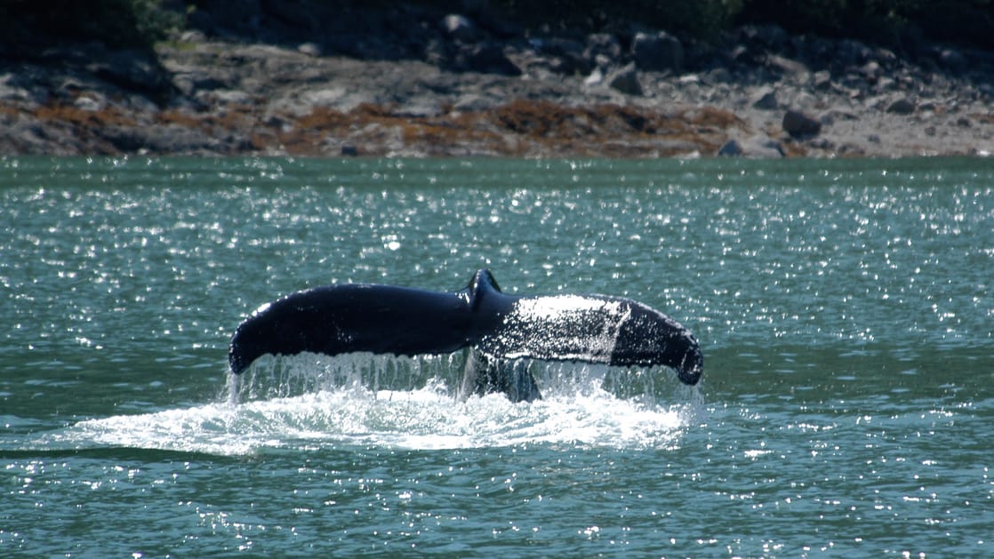 Whale fluke in silty blue water viewed from the deck of the Sea Wolf Alaska small ship.