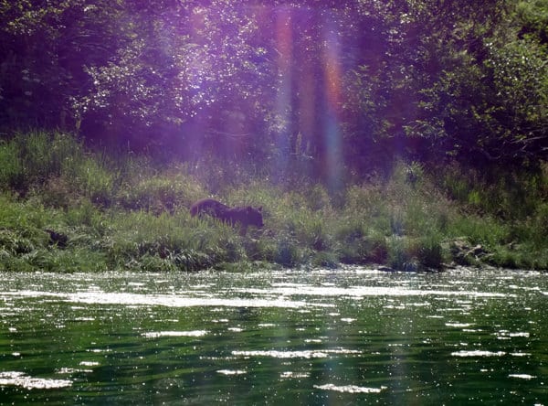 Black bear walking towards the Kenai River from the grassy shoreline.