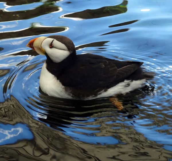 Puffin swimming in the Alaskan ocean.