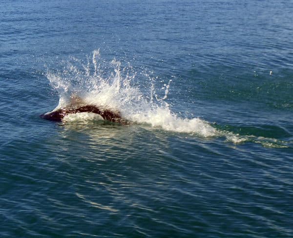 Kenai Porpoise playing in the ocean.