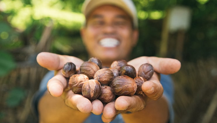 Man holds out nutmeg fruit during the Aqua Blu Ambon & Spice Islands Cruise in Indonesia.