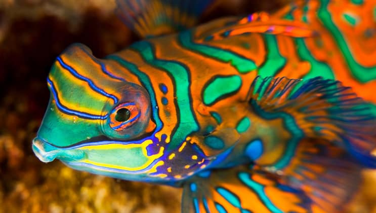 Brightly colored green, orange and yellow mandarin fish seen while snorkeling or diving during the Aqua Blu Ambon & Spice Islands Cruise in Indonesia.