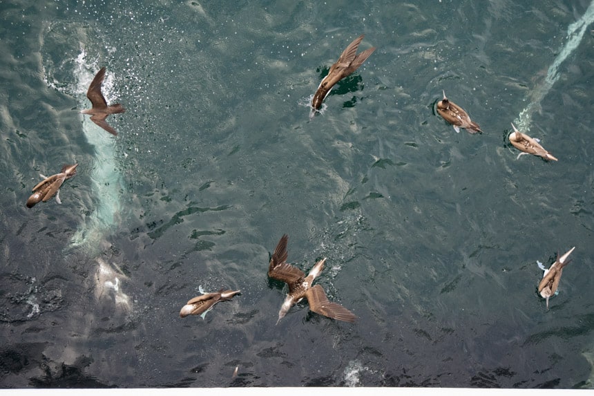 An aerial photo of 8 or more Galapagos blue footed boobies diving into the teal ocean water