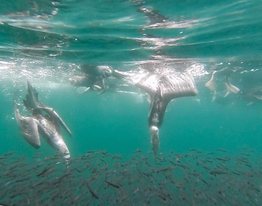 an underwater photo of galapagos blue footed boobies diving face first into a group of small fish to catch dinner