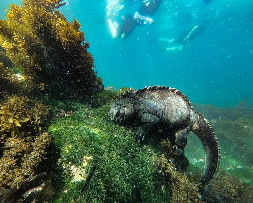 Underwater photo of Galapagos marine iguana eating green algae growing along the rocks while snorkeling on a Galapagos small ship cruise