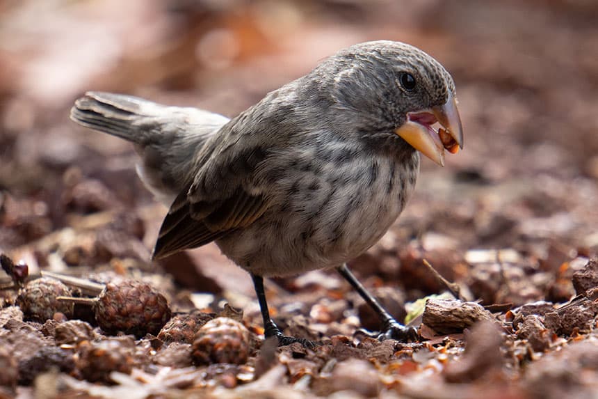 A tiny Galapaogos finch stands on red orange trail with a small brown seed between his beak