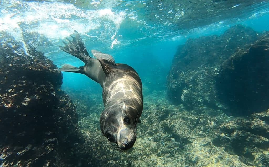 an underwater shot of a sea lion swimming directly at the camera in teal green clear waters