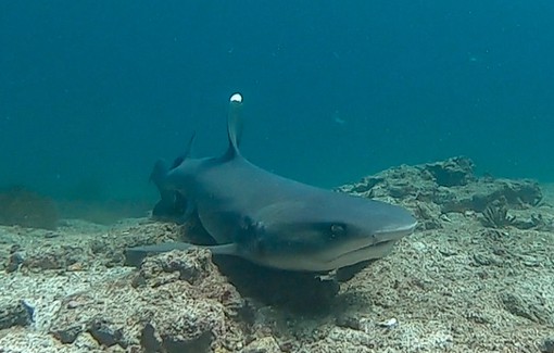 underwater shot at the floor of the ocean a Galapagos shark swims towards the camera