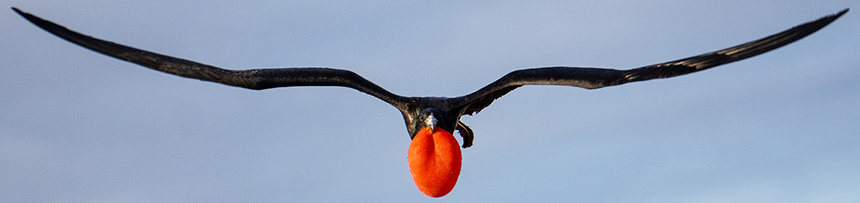 Galapagos frigate bird flying directly at camera black long wings and a bright red puffed chest like a balloon