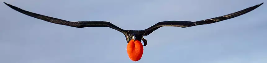 Galapagos frigate bird flying directly at camera black long wings and a bright red puffed chest like a balloon