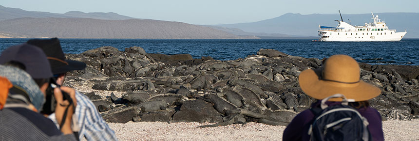 A group of Galapagos travelers kneeling on the beach photographing a massive group of marine iguanas sun bathing on rocks the dark skin of the iguanas camouflages thenm agains the black rocks you might miss them