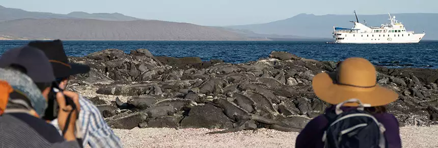 A group of Galapagos travelers kneeling on the beach photographing a massive group of marine iguanas sun bathing on rocks the dark skin of the iguanas camouflages thenm agains the black rocks you might miss them