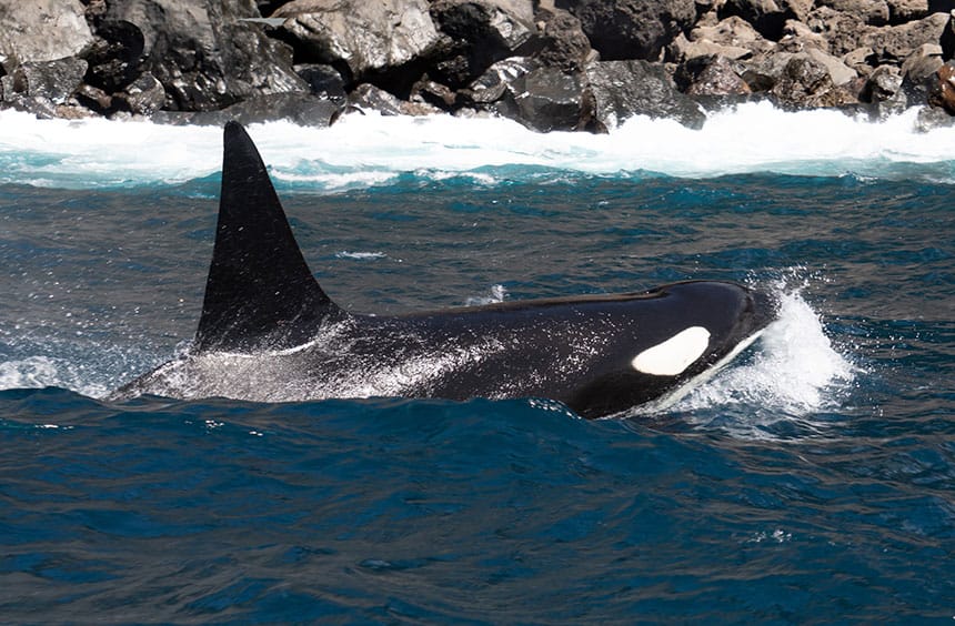 A black and white orca breaches the ocean waters of the Galapagos