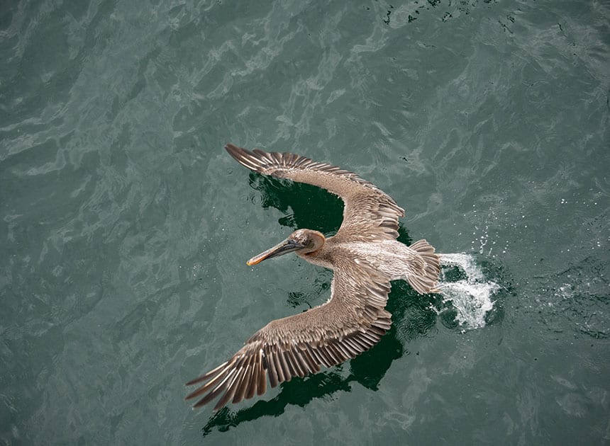 A Galapagos pelican opens its wings and takes flight from the water top