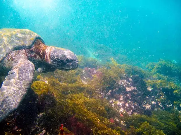 Turtle underwater on snorkeling excursion in Hawaii.