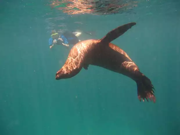 Snorkeler taking an underwater photo of a sea lion in the Galapagos. 