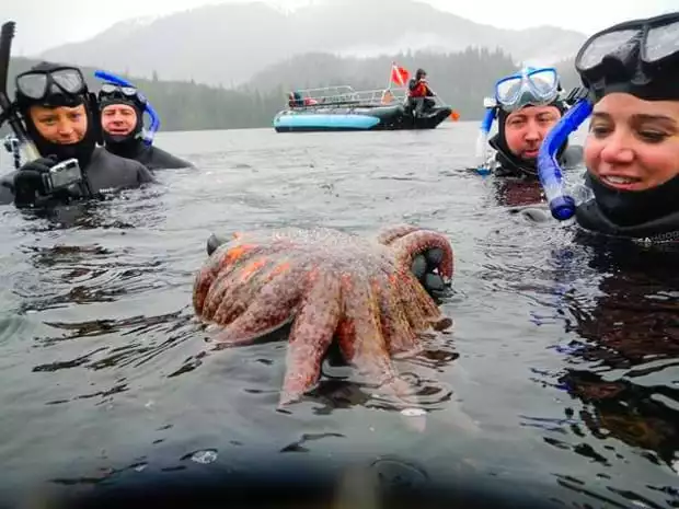 Snorkel excursion in Alaska with people wearing wet suits and looking at a giant sea star.