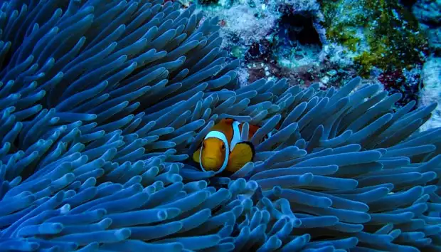 Clown fish in anemone seen from a snorkel excursion in the South Pacific. 