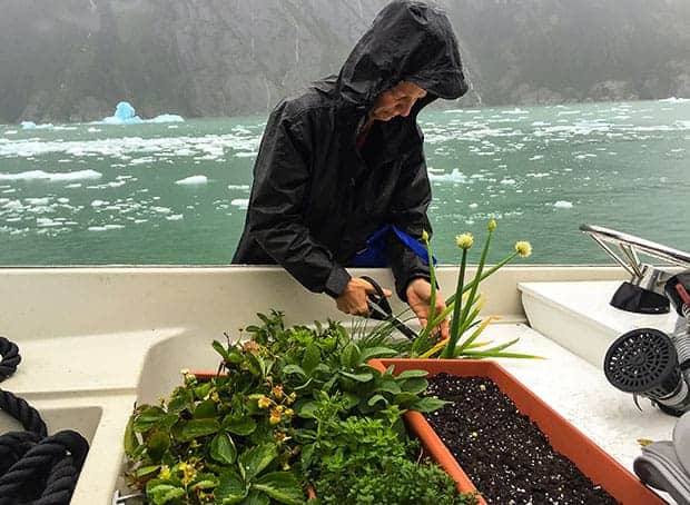 Alaskan crew member on a small ship cruise aboard the Westward pruning herbs and vegetables from the on deck garden.