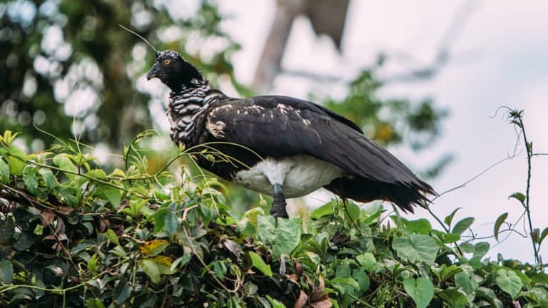 Horned screamer bird perched in the canopy in Amazon jungle